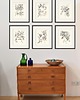 grafiki i ilustracje Zestaw Grafik Botanicznych Vintage 7