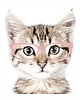 naklejki ścienne do pokoju dziecka Kot w różowych okularach - Naklejka Na Ścianę 1