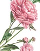 grafiki i ilustracje Piwonie 50x70 - grafika botaniczna 2