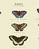 plakaty Plakat z motylami stary vintage retro tablica 2