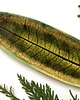 patery i talerze Ceramiczny dekoracyjny talerz liść 2