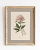 plakaty Autorskie ilustracje botaniczne A3 2