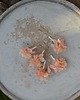 Ślubne ozdoby do włosów Brzoskwiniowy  komplet 5 kokówek do włosów 1