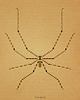 plakaty Plakat INSEKTARIUM pająk Nasosznik trzęś 1