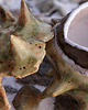 cukiernice Kasztan Cukiernica 1