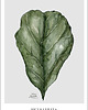 plakaty Ficus plakaty botaniczne 1