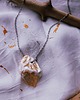 wisiory Amulet #modernwitch 3