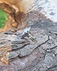 pierścionki - różne Agat dendrytowy - pierścionek regulowany 1