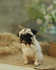 figurki i rzeźby Mops Miniatura- zamówienie indywidualne 3