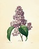 grafiki i ilustracje Rysunek kwiaty grafika motywy kwiatowe magnolia 1