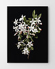 plakaty Zestaw plakatów Black flowers 1