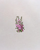 obrazy Malwy kwiaty , Miniatura  ilustracja botaniczna 1