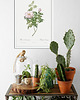 plakaty Rosea ventenatiana - Plakat botaniczny - Retro 2