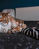 Zabawki dla zwierząt Zabawka dla kota kopacz kick & hug ze sznureczkami i kocimiętką ZEBRA BIAŁA 5