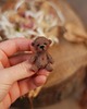 misie i maskotki Miś Miniaturka- Beżowy 1