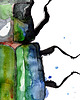 plakaty Plakat- ilustracja ŻUK  100x70cm 1