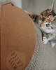 dla zwierząt różne Bellycat 6