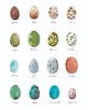 grafiki i ilustracje Jajka - grafika- ilustracja- plakat- eggs 1