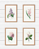 grafiki i ilustracje ZESTAW 4 PLAKATÓW vintage botaniczne kwiaty 1