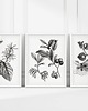 grafiki i ilustracje ZESTAW PLAKATÓW botanicznych, grafiki kwiaty roślinne 1