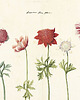 plakaty Plakat botaniczny z kwiatami Retro vintage 1