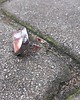 pierścionki - różne Aura anielska - pierścionek regulowany 3