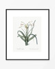 grafiki i ilustracje PLAKATY botaniczne ilustracje vintage 2