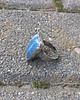 pierścionki - różne Opal niebieski - pierścionek regulowany 1