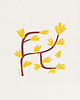 plakaty Forsycja/ seria Herbarium plakat 40x40 cm 1