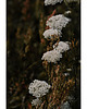 fotografia Krwawnik 1