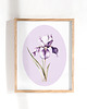 obrazy Fioletowy Irys - grafika botaniczna 1