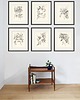 grafiki i ilustracje Zestaw Grafik Botanicznych Vintage 6