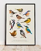 plakaty Plakat "Ptaki" 50x70 cm 2