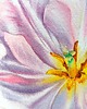 obrazy "Delikatne płatki tulipanów #2" 15*20 cm/ akwarela 4