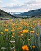 plakaty Plakat - Nature 5 1