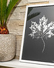 obrazy Autorska Grafika Botaniczna. Srebrny Liść Klonu 20x30cm. Maple Leaf 2