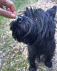 wisiory Srebrna zawieszka pies Cairn Terrier prezent dla miłośnika psów 2