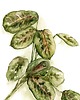 obrazy Maranta akwarela botaniczna ręcznie malowana oryginał 3