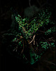 fotografia Zestaw fotografii las 2