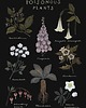 grafiki i ilustracje Poisonous plants 1