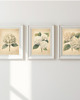 grafiki i ilustracje ZESTAW PLAKATÓW botaniczne grafiki  vintage hortensje biale 5