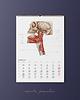 kalendarze i plannery Kalendarz Anatomiczny 2022 4