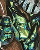 wisiory Wisior Vealith 2