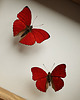 ramki na zdjęcia Dwa czerwone motyle w gablocie 1