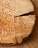 kolczyki pozłacane Długie kolczyki pozłacane Anthill 1