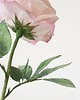 dodatki - różne Dekoracja botaniczna, kwiat z papieru, róża 4