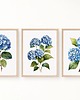 grafiki i ilustracje ZESTAW PLAKATÓW botaniczne, hortensja akwarela 5