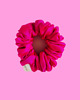 gumki do włosów Gumka jedwabna, scrunchie, frotka neon fuchsia MIDI 3