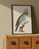 plakaty Plakat Vintage Obraz Grafika Parrot 2