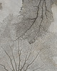 fototapeta Tree -  Fototapeta 1